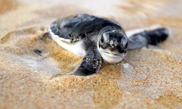 Sea Turtle Release Program Miami